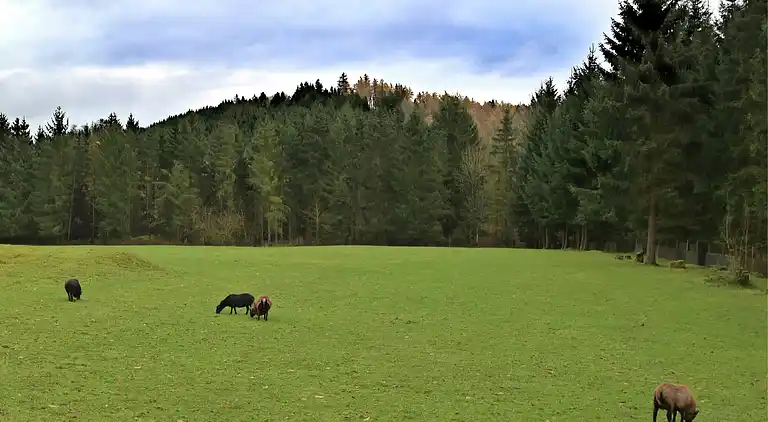 Holiday home in Altenbrak