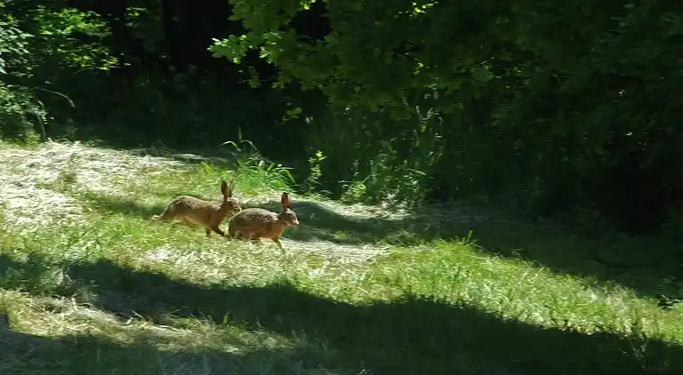 Ferielejlighed i Eulgem