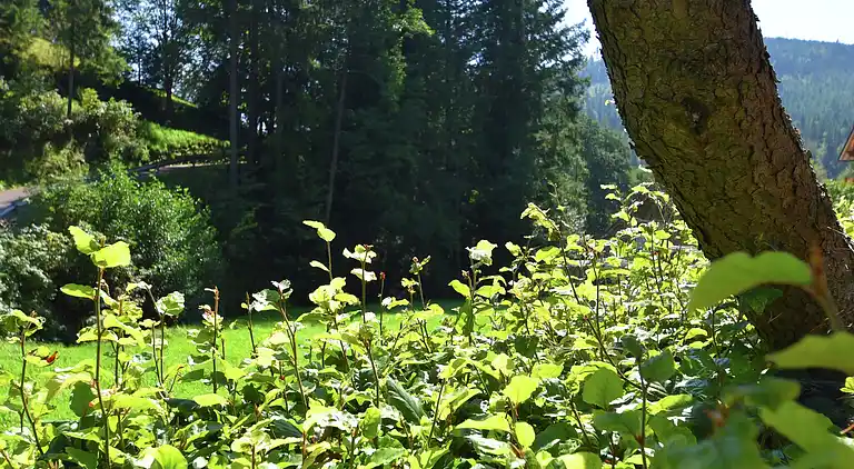 Apartment in Obertal