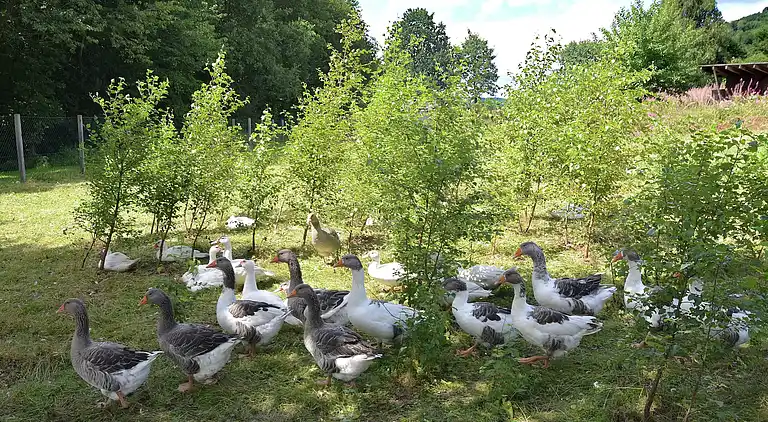 Semesterbostad i Hildfeld