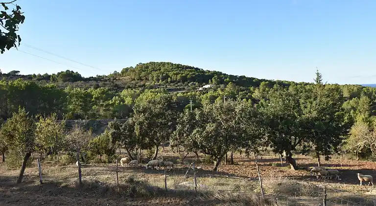 Manor house in Sant Llorenç