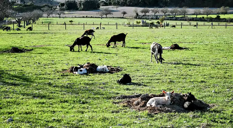 Manor house in Montuïri