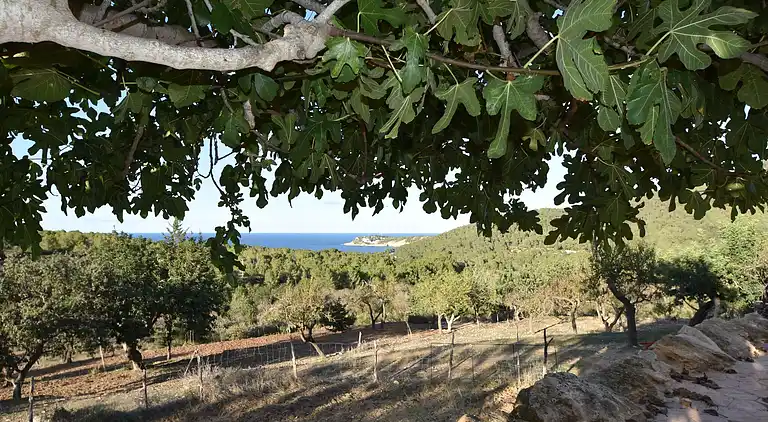 Manor house in Sant Llorenç