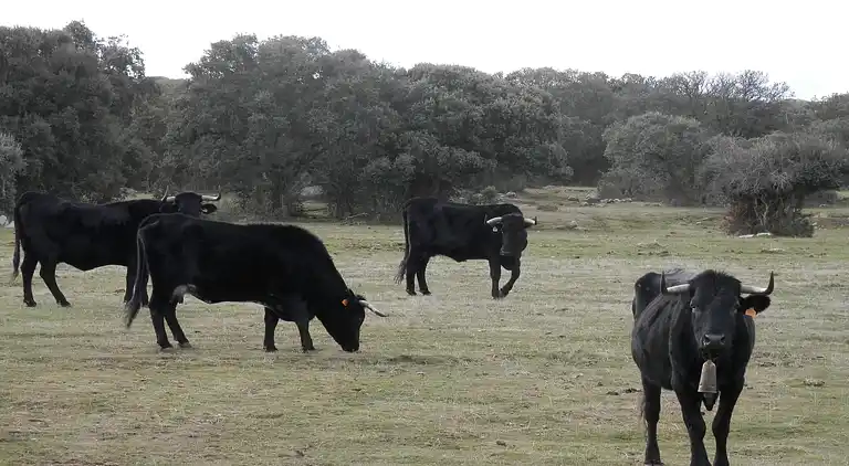 Holiday home in Ávila‎
