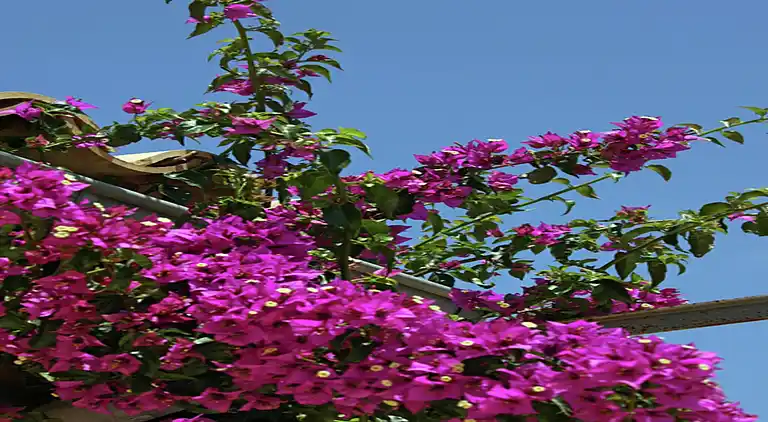 Sommerhus i Porto Cristo