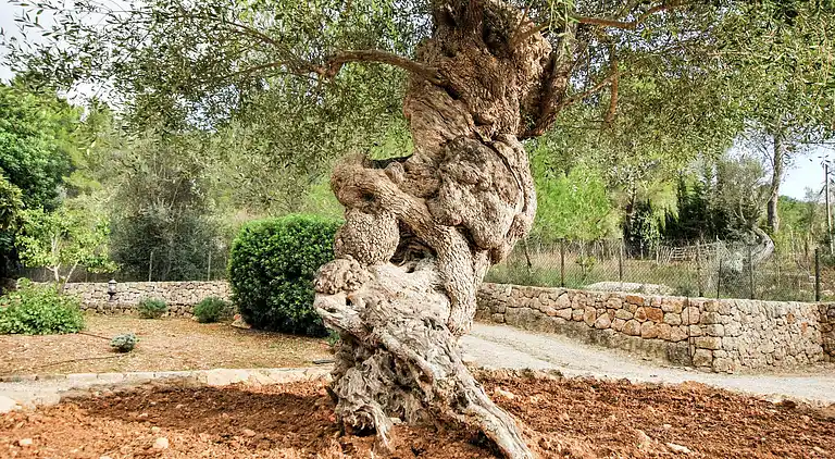 Manor house in Alaró