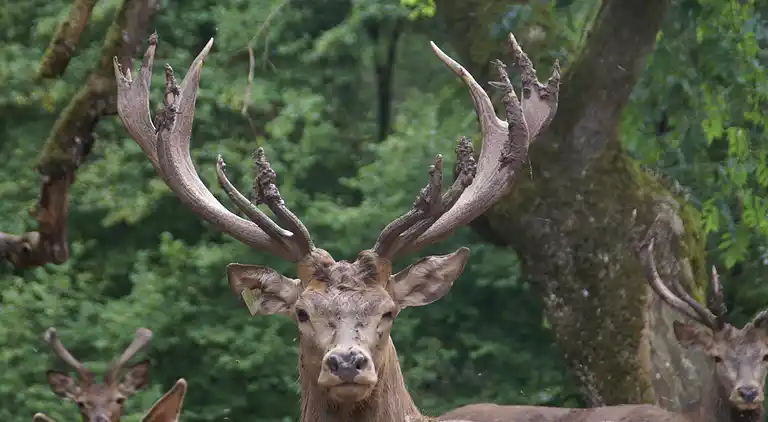 Cottage in Xonrupt-Longemer