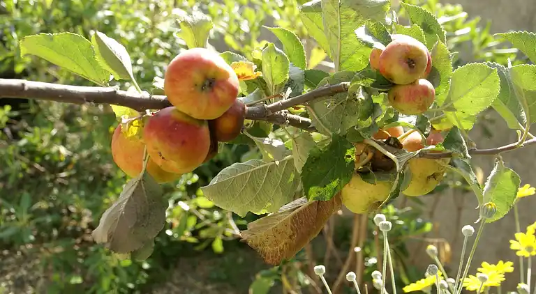 Villa in Poggio-d'Oletta