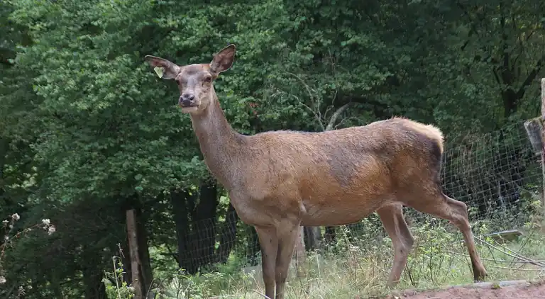 Cottage in Xonrupt-Longemer
