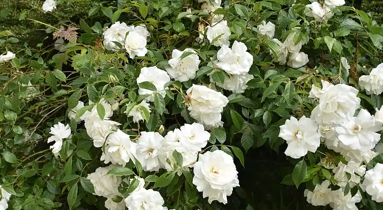 Holiday home in Clohars-Carnoët