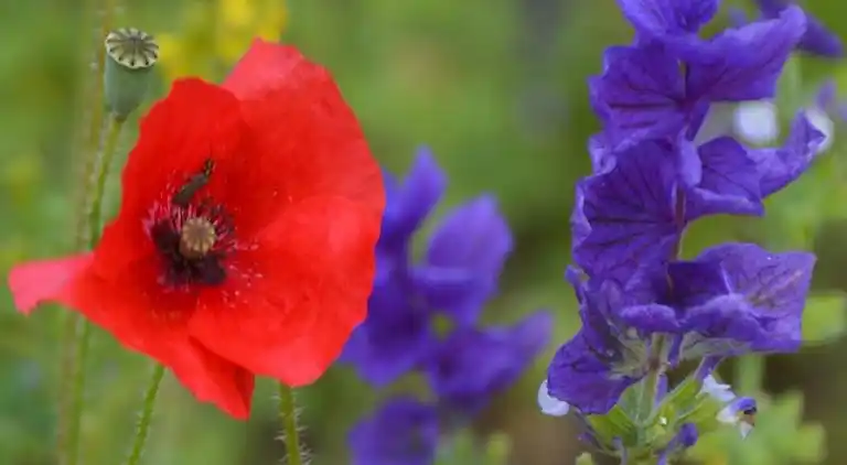 Ferielejlighed i Ferrassières