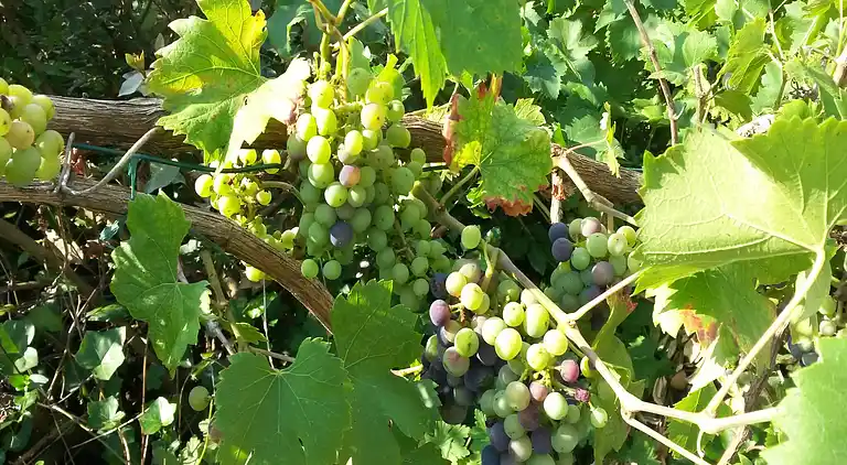 Sommerhus i Château-Chinon(Ville)