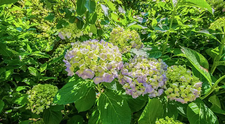 Manor house in Ascain