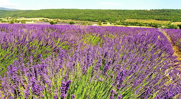 Herregård i Monflanquin