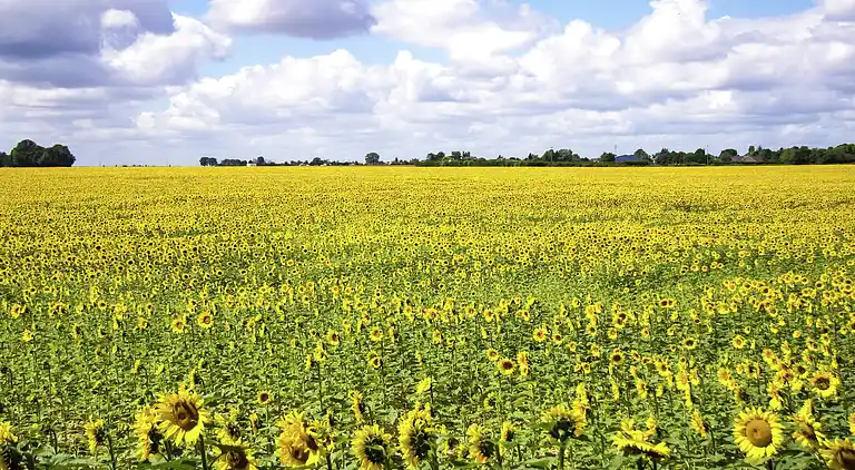 Herregård i Monflanquin