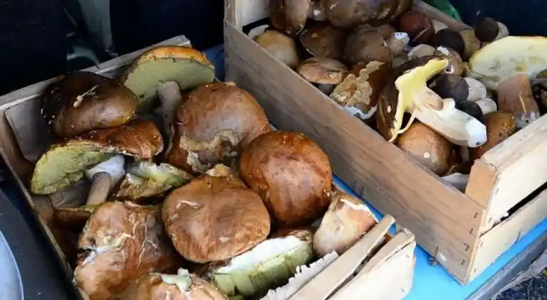 Sommerhus i Lacapelle-Cabanac