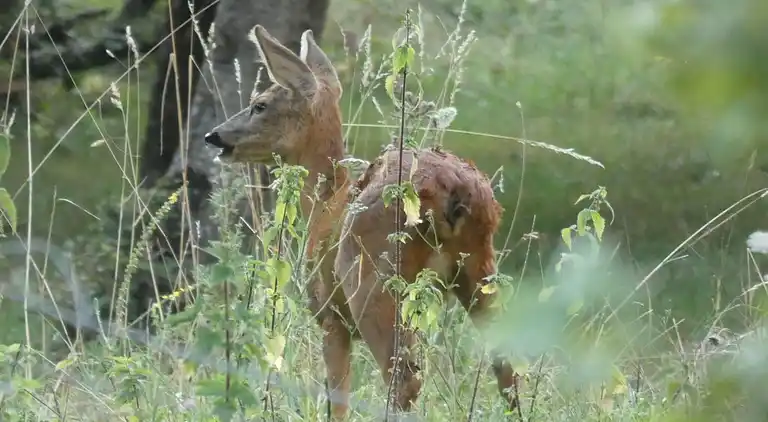 Holiday home in Port-sur-Saône