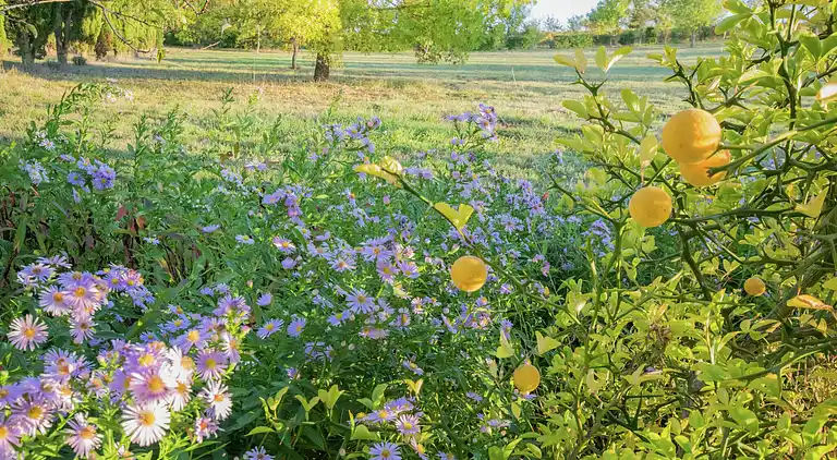 Cottage in Marssac-sur-Tarn