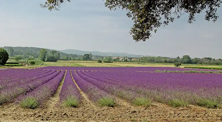 Herregård i Bollène