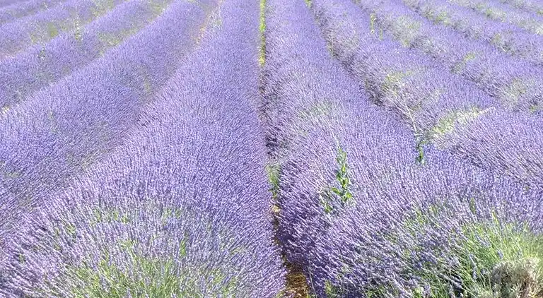 Herregård i Grillon