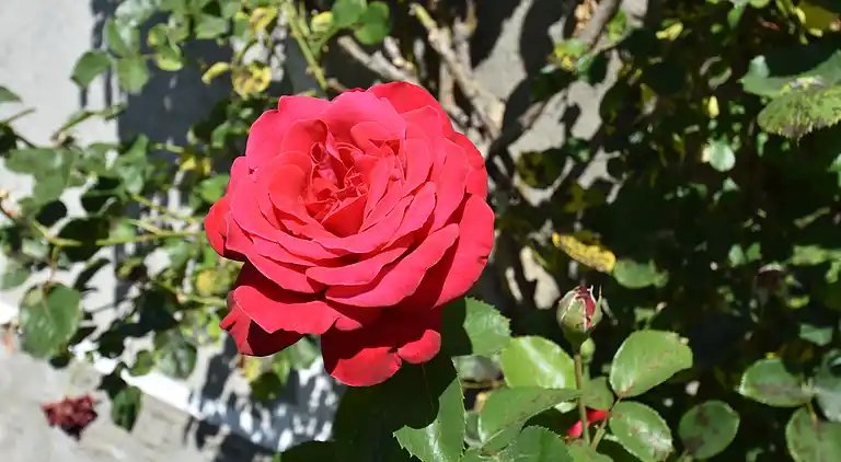 Sommerhus i Quarré-les-Tombes