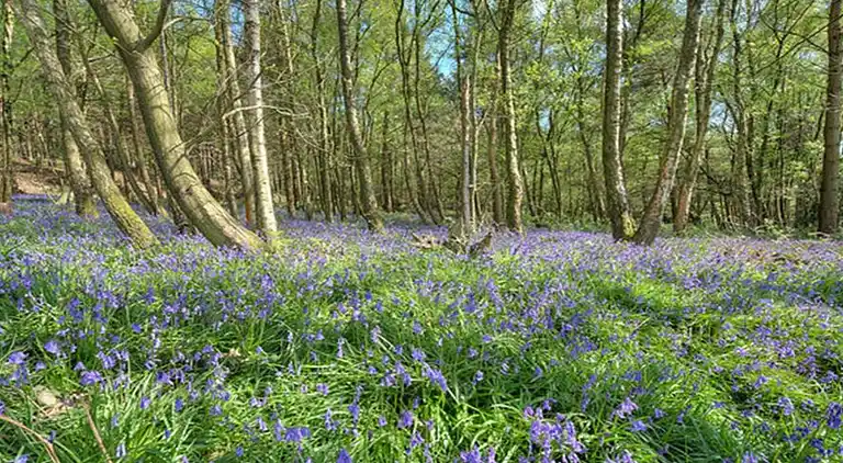 Sommerhus i Brightling