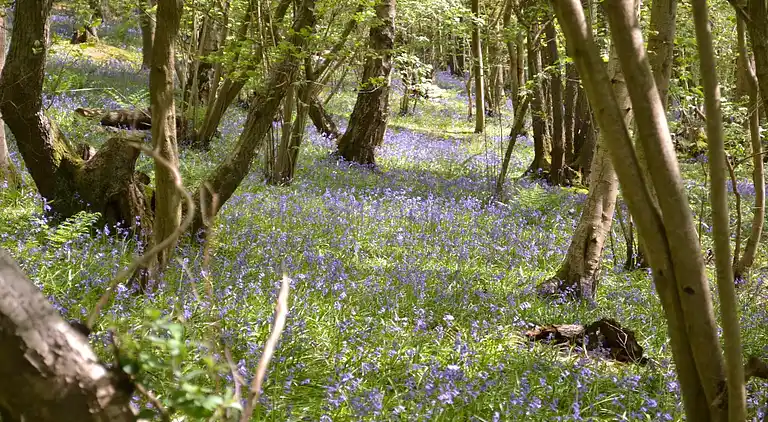 Ferienhaus in Lamberhurst