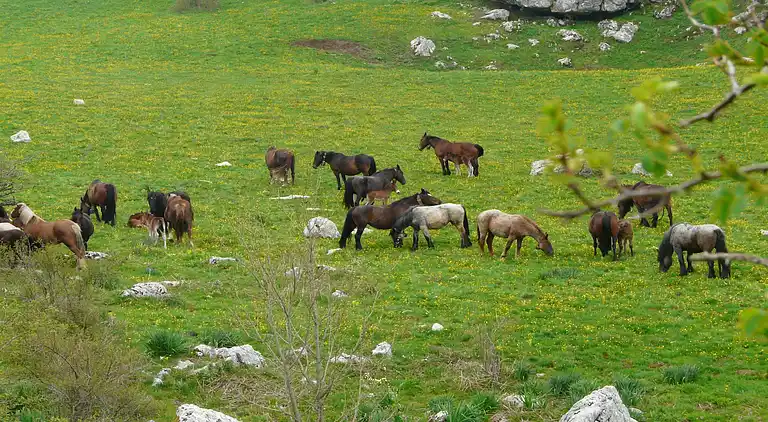 Apartment in Ripabottoni
