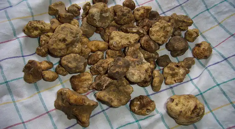 Apartment in Ripabottoni