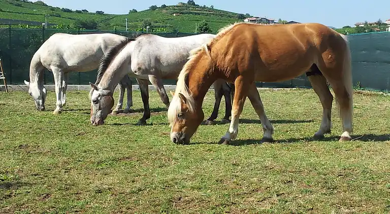Ferielejlighed i Monteforte d'Alpone