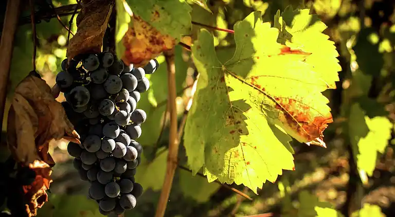 Farm house in Santa Maria della Versa