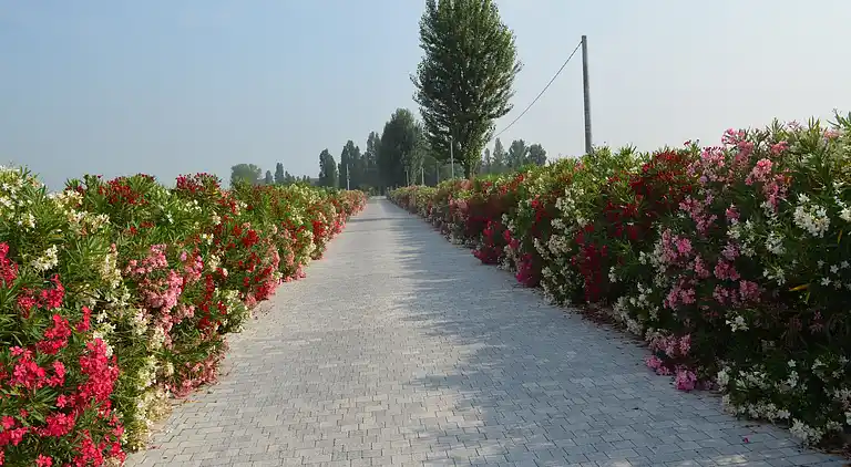 Apartment in Codigoro