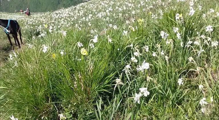 Semesterbostad i Pascoso