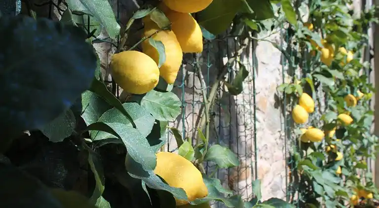 Sommerhus i Capannori