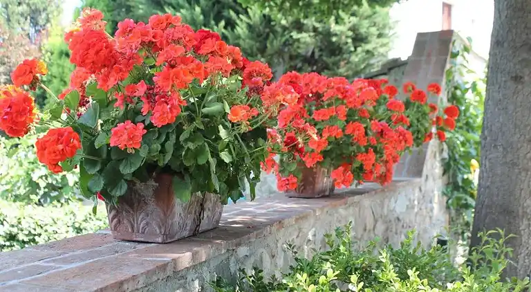 Sommerhus i Capannori