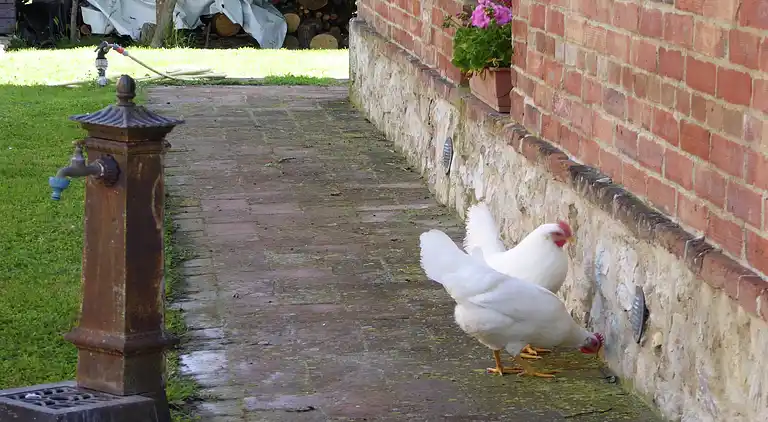Farm house in Castelnuovo Berardenga