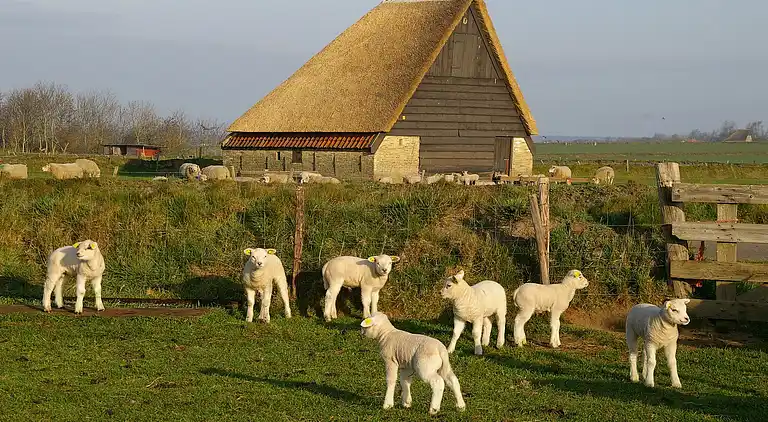 Ferielejlighed i De Koog