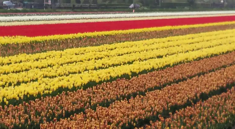 Sommerhus i Zuid-Holland