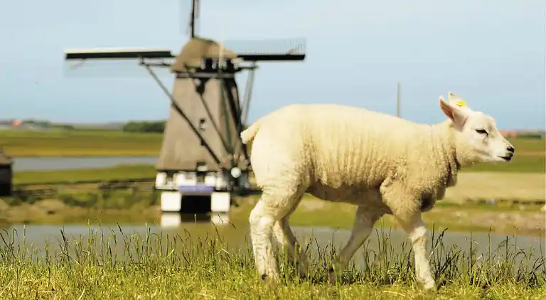 Sommerhus i Region Holland