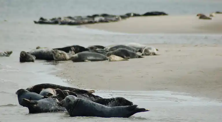 Sommerhus i Region Holland