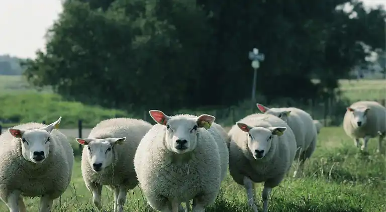 Villa in Hellevoetsluis