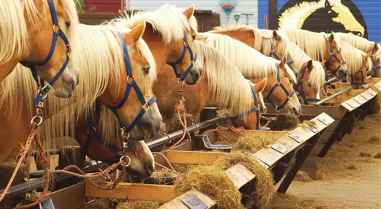 Sommerhus i Region Holland