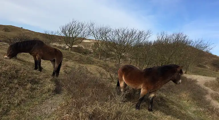 Sommerhus i Egmond aan Zee