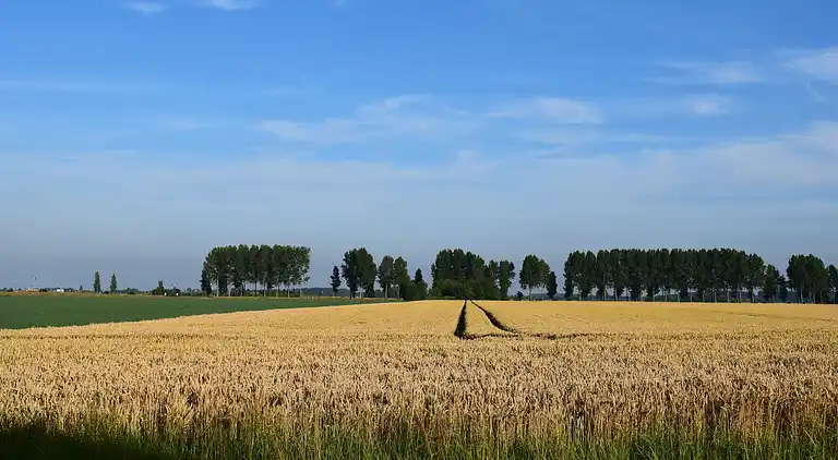 Ferienhaus in Schoondijke
