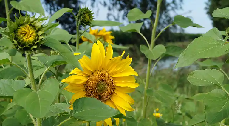 Ferienhaus in Steenbergen