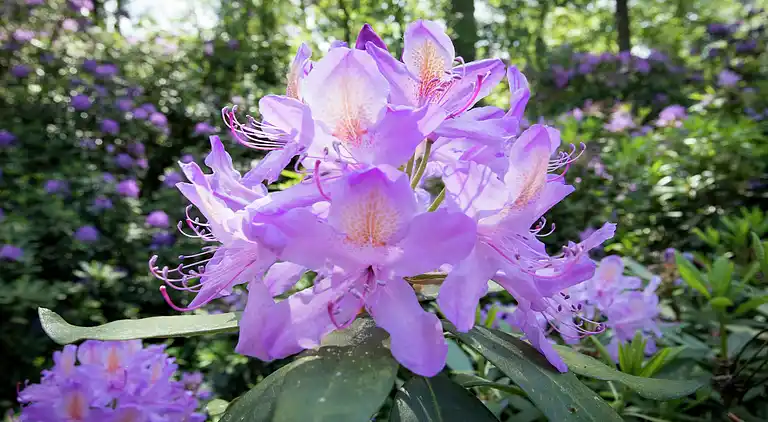 Holiday home in Huijbergen