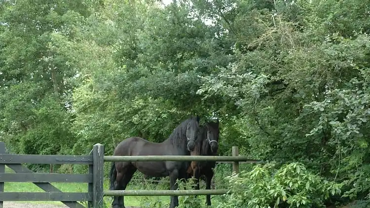 Bondgård i Eexterzandvoort