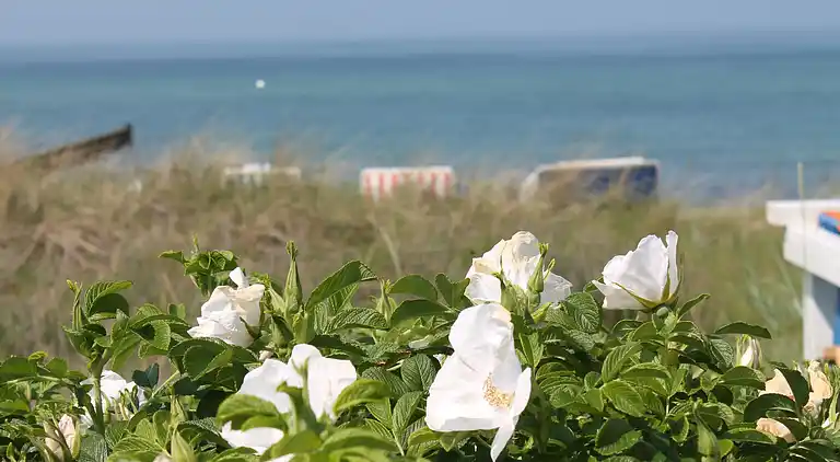 Ferielejlighed i Kühlungsborn Ost
