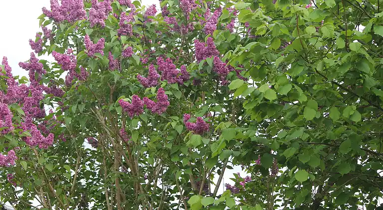 Apartment in Kröpelin