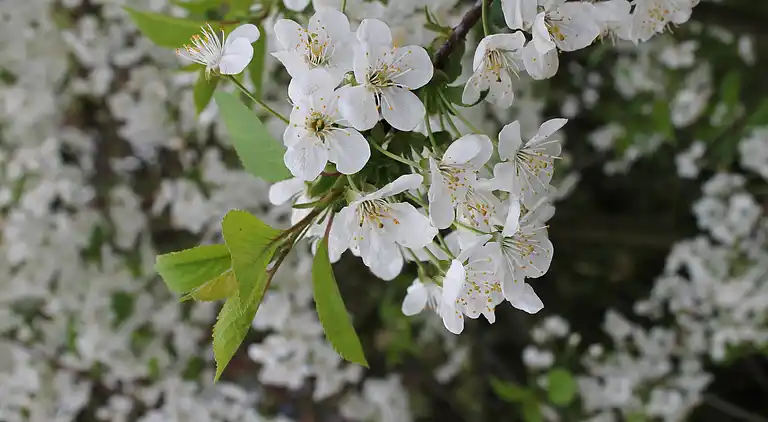 Holiday home in Steffenshagen